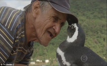 Bạn sẽ rơi nước mắt khi biết hành động mà chú chim cánh cụt này đã làm mỗi năm